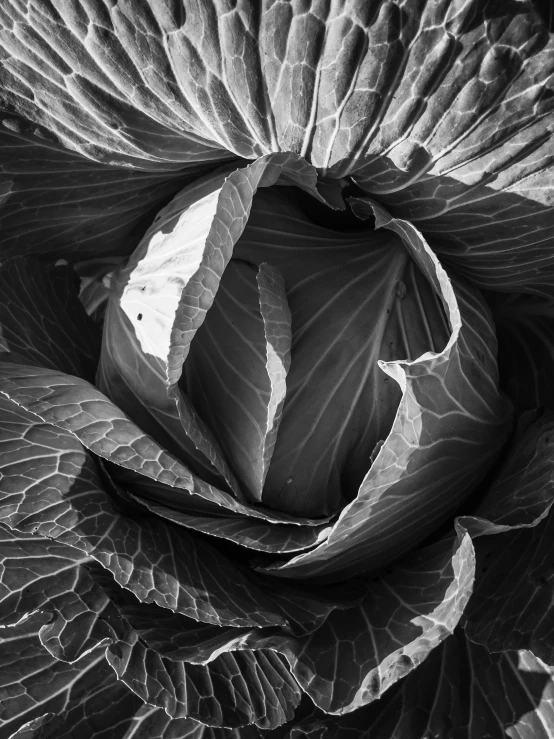 an up close view of some very large leaf