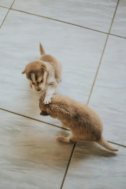 two small kittens playing on the floor