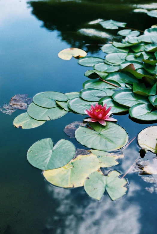 a red flower sits on top of a water lily