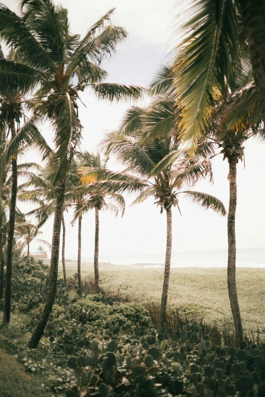 a couple of palm trees and water near a beach