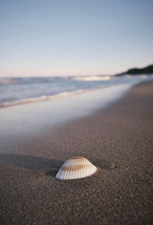 the shell is in the sand by the water