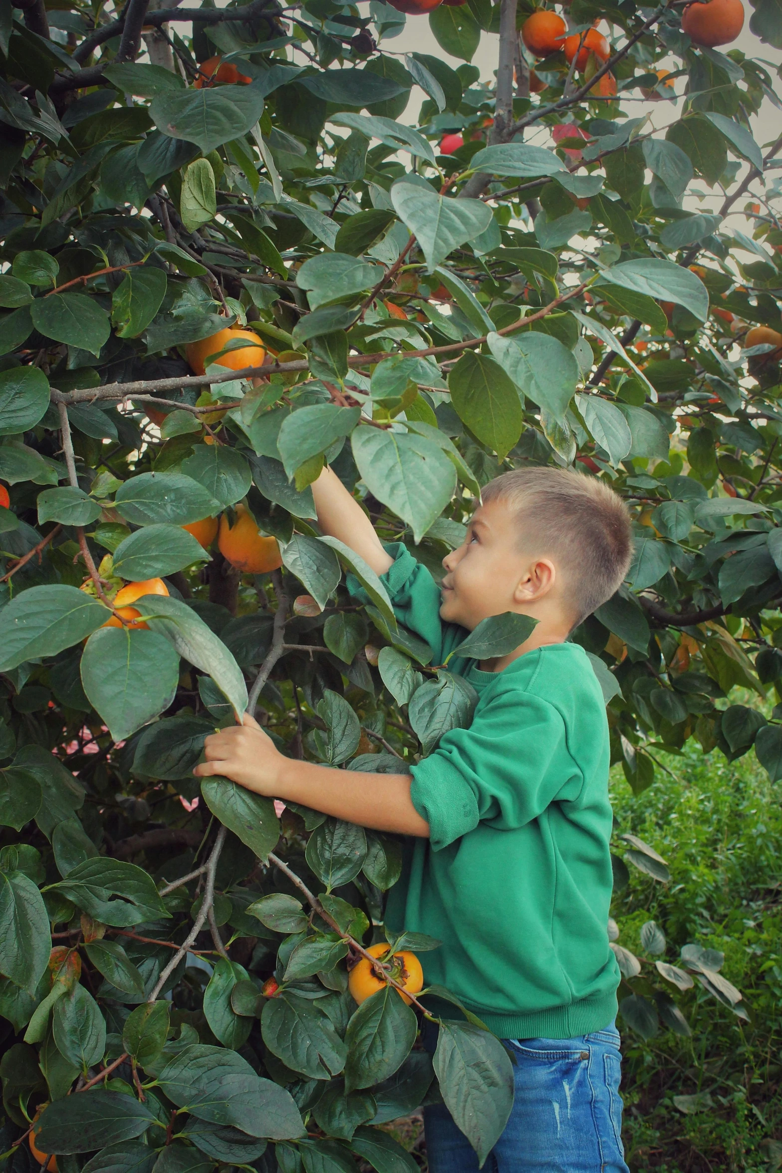 there is a  reaching for the fruit from the tree