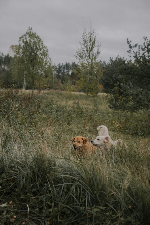 two dogs sitting in a grassy field next to each other