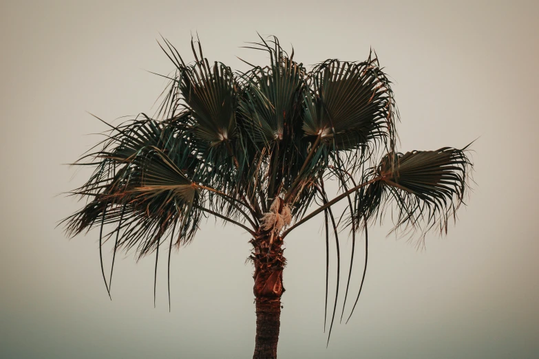 this is a palm tree with the leaves in the foreground