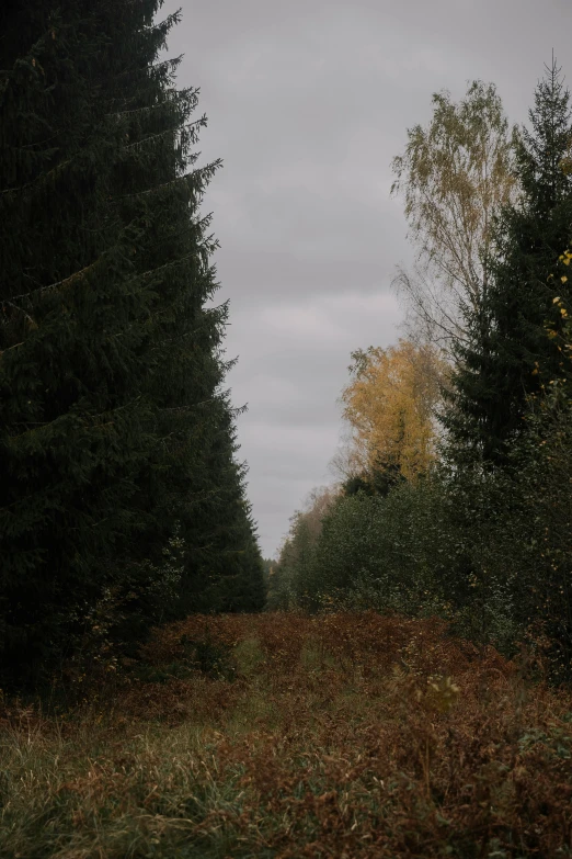 some tall trees are on the ground next to a field