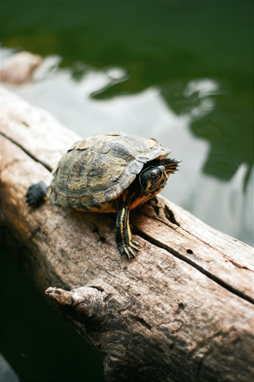 a turtle resting on a log in a lake