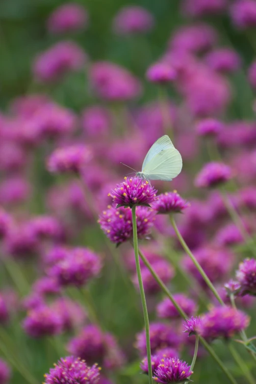 there is a white erfly sitting on some purple flowers