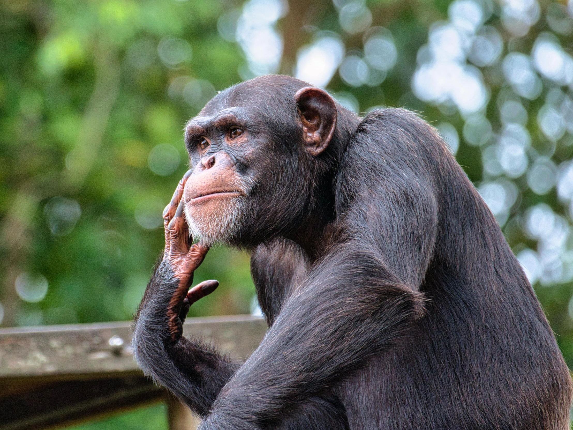 the chimpan is standing on his hind legs