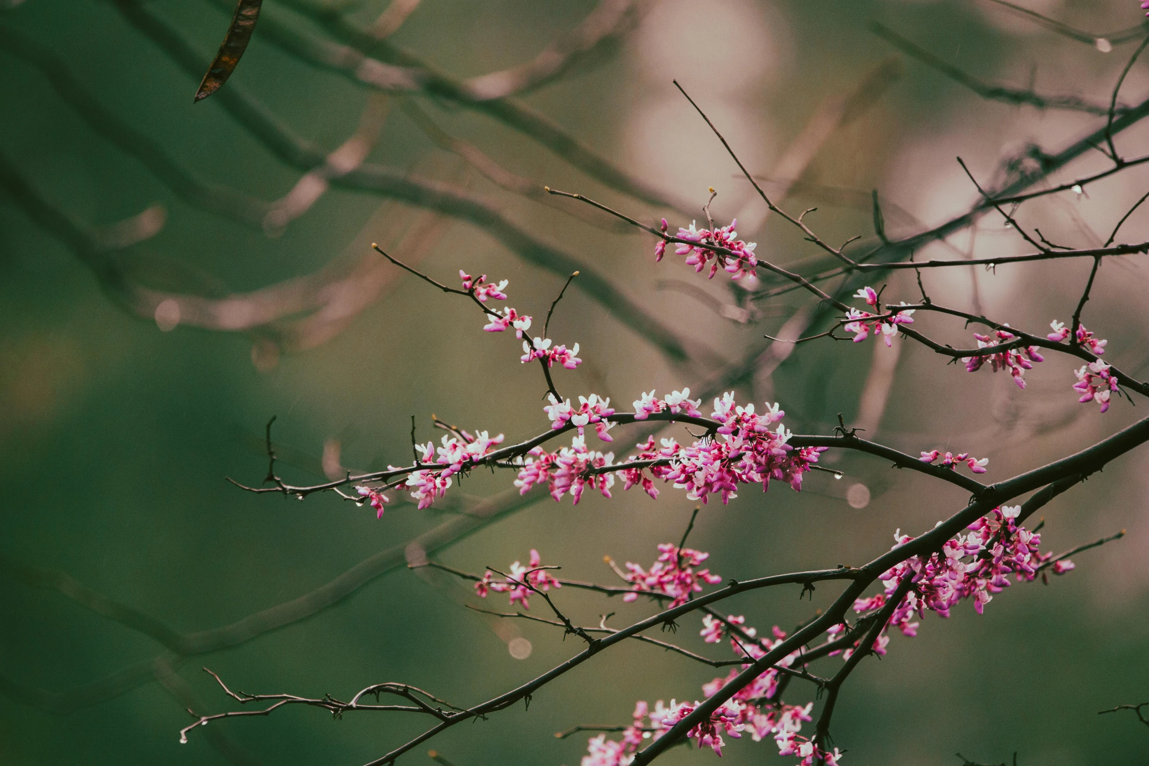 a bunch of small pink flowers are in a tree