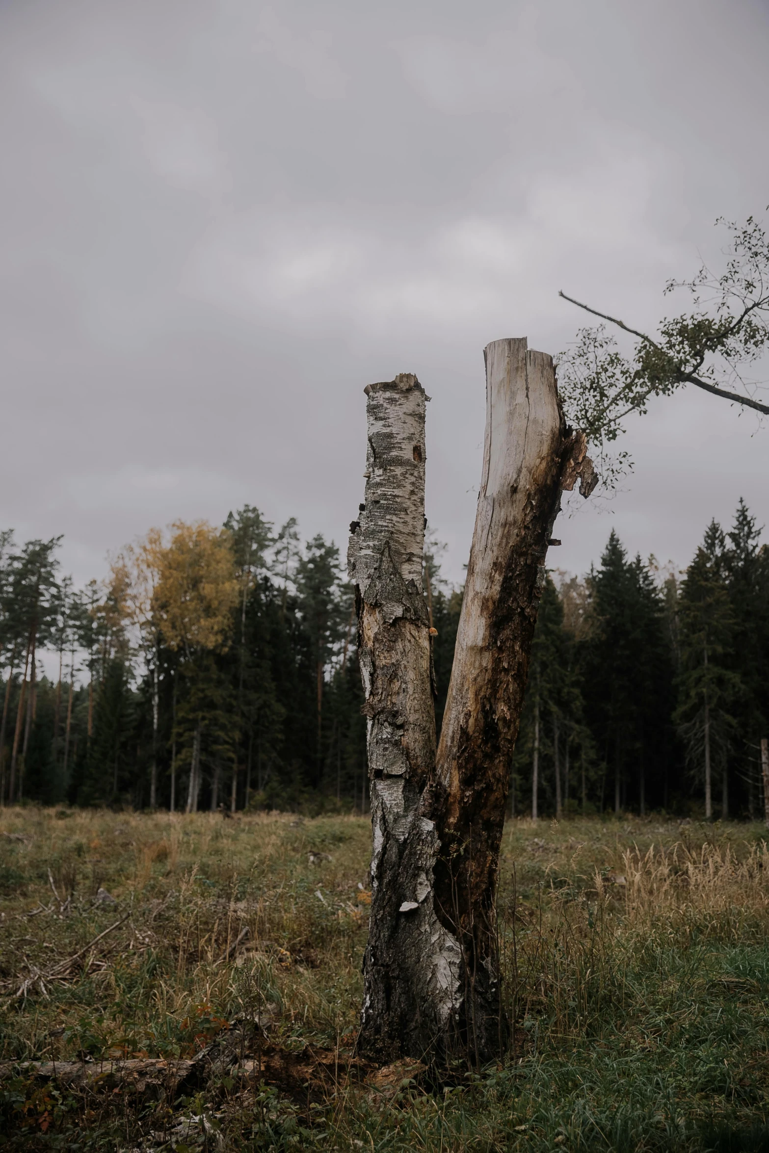 a piece of tree that has been bent to reveal a huge stump