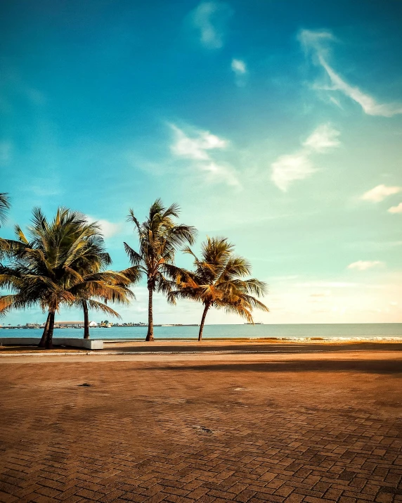 a couple of palm trees standing in front of the ocean