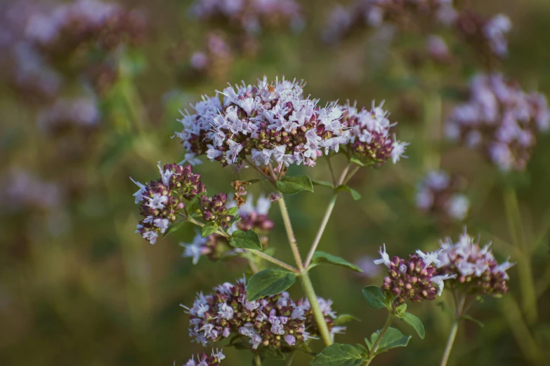 there is blue flowers and green leaves that are blooming