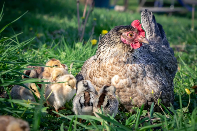 a chicken and baby chickens are in the grass