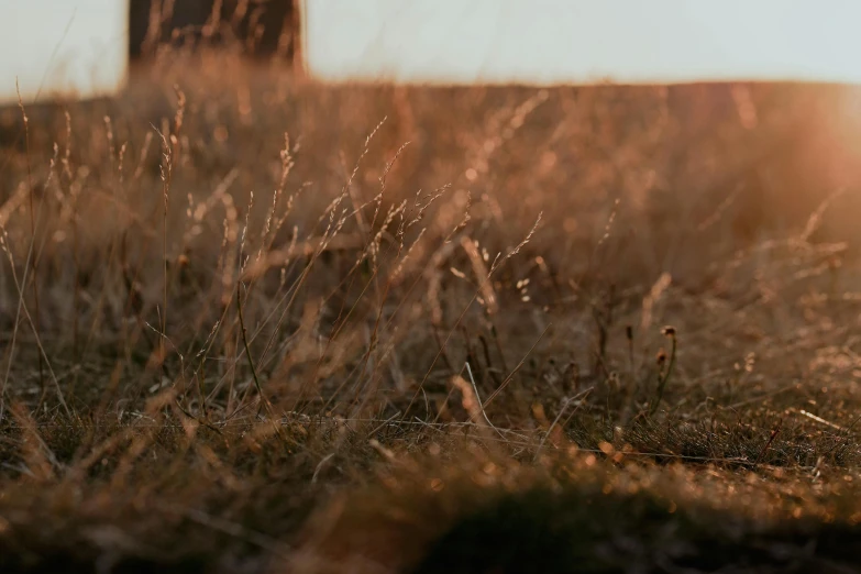 sunlight shining through dry grass and a lone object in the background