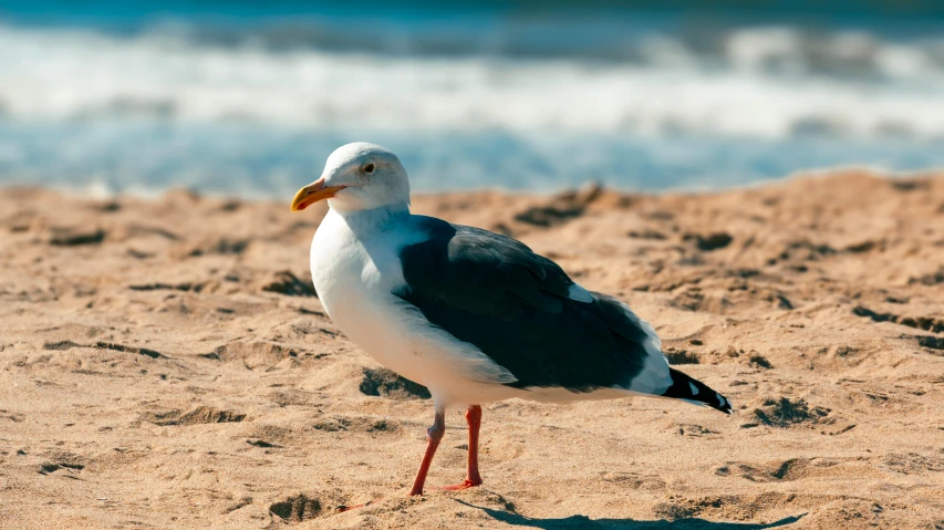 a small seagull standing on the beach by the ocean