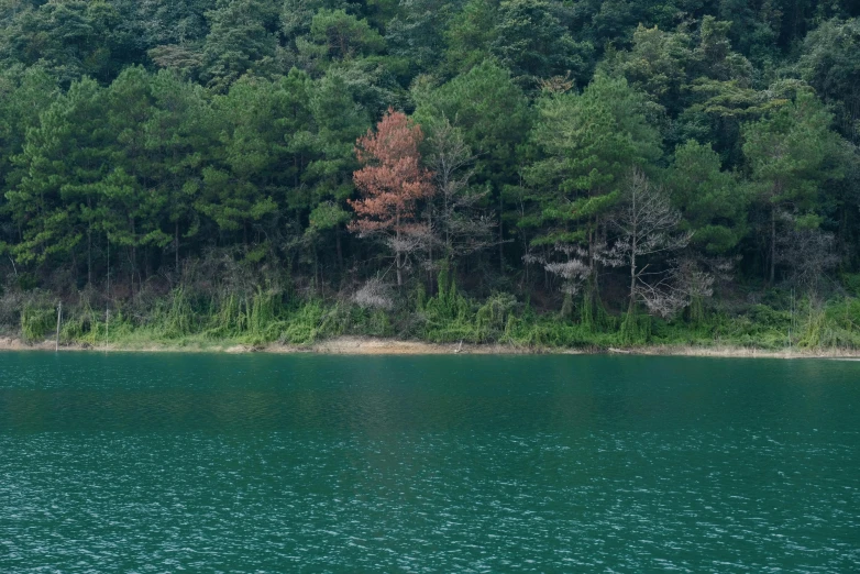 water view of forest and trees in foreground