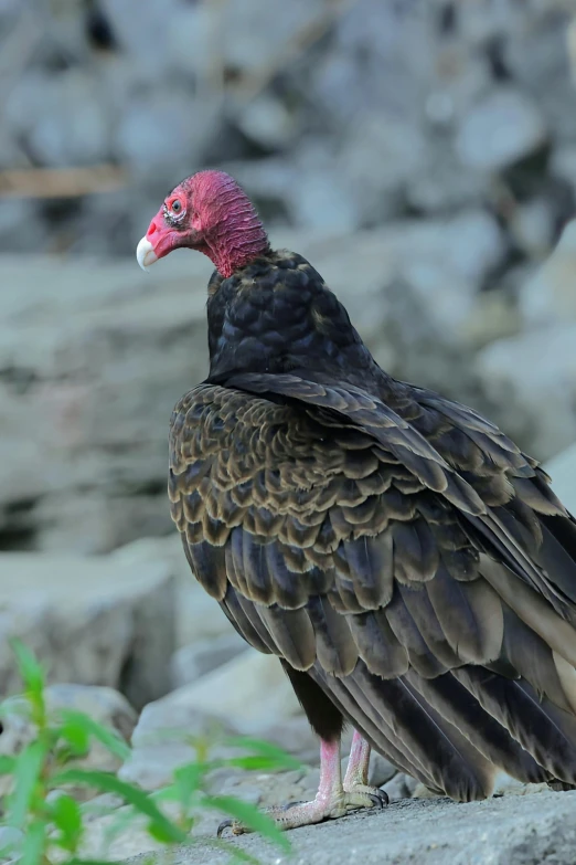 a large bird with an interesting colored head stands on the ground