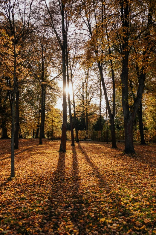 sunlight shining through the trees in a wooded area