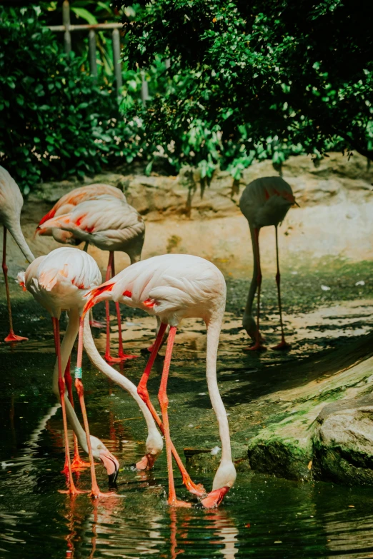 a group of flamingos drinking water in their enclosure