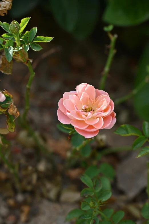 a pink flower in the midst of green leaves