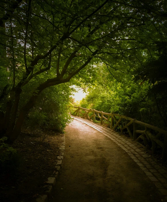 a path surrounded by trees leading to the light