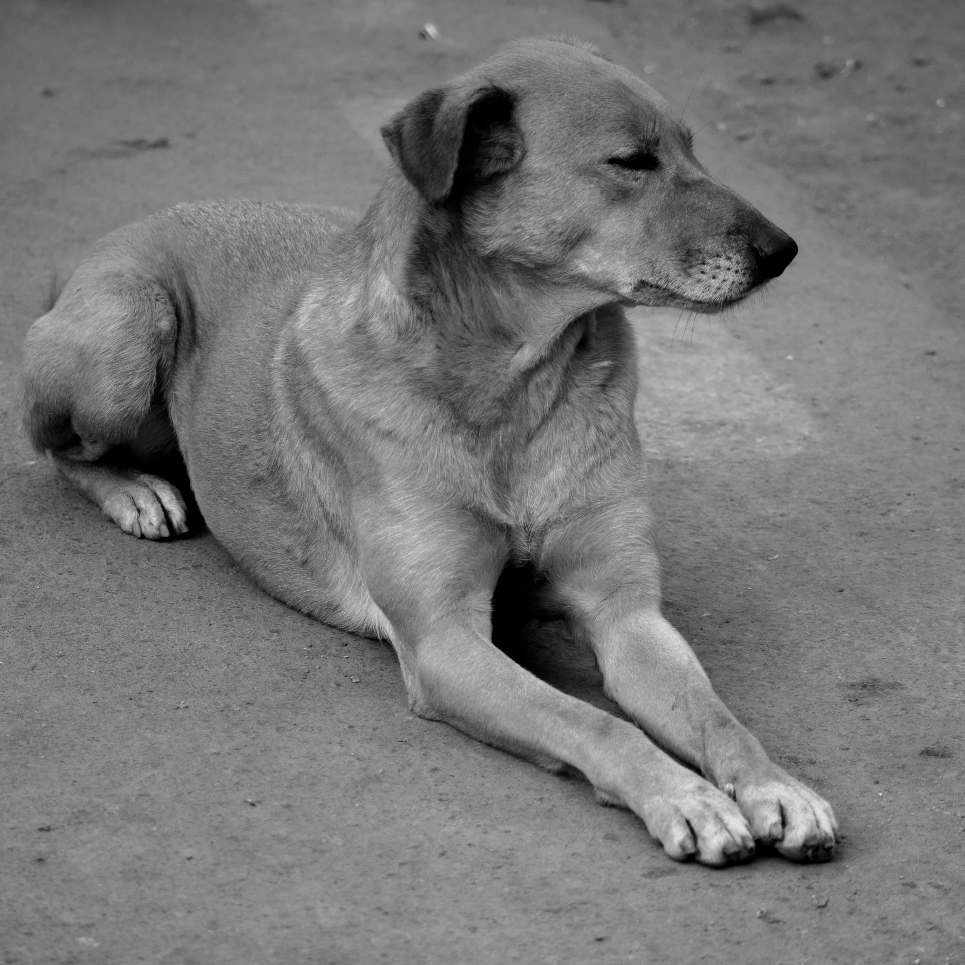 a dog lying on the ground alone