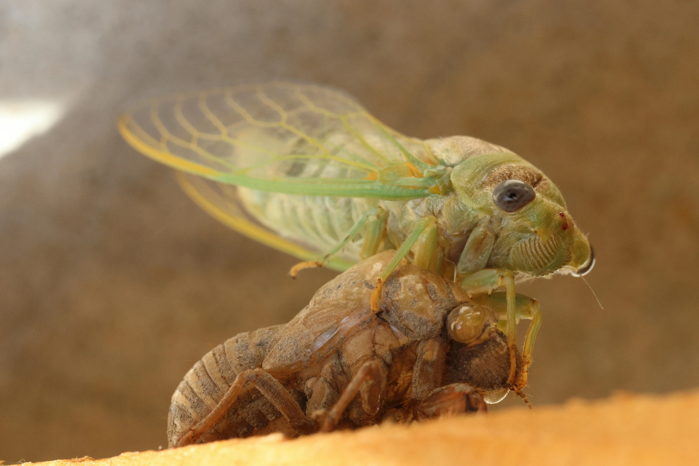 a bug on top of soing on the ground