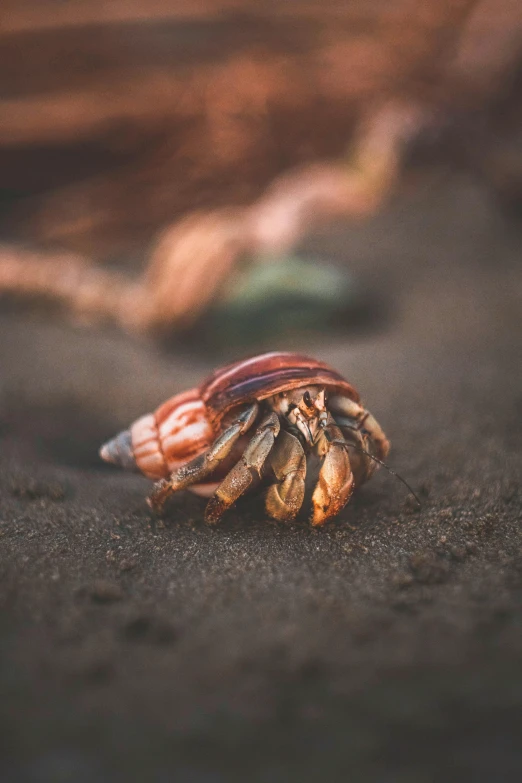 a bug sitting in the ground and laying next to it