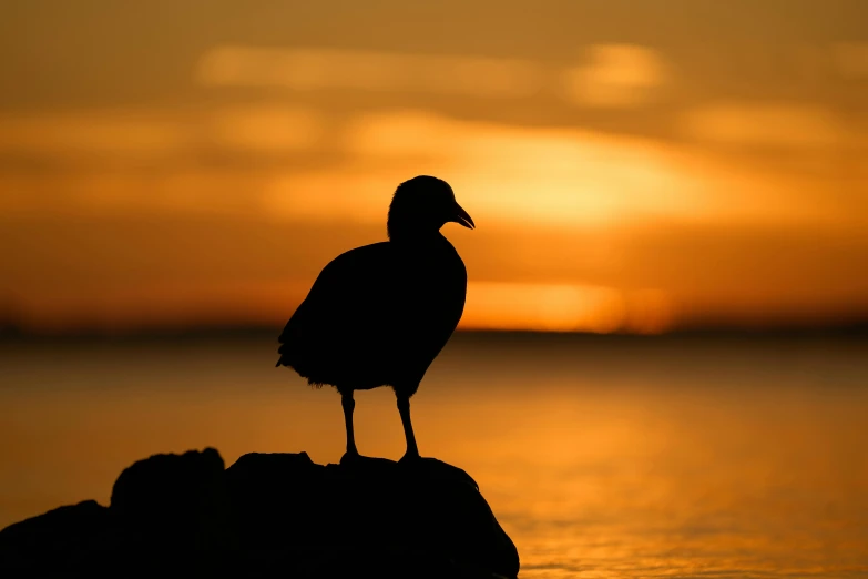 bird perched on rocks silhouetted against sunset in front of ocean