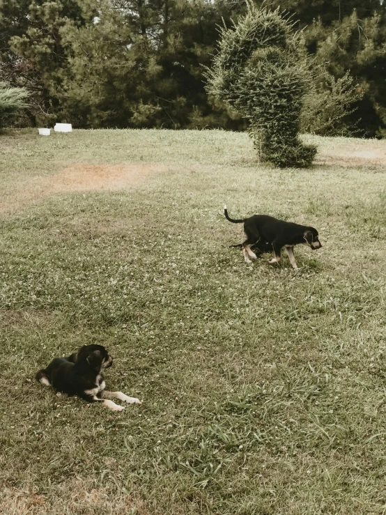 two black dogs in a field with trees