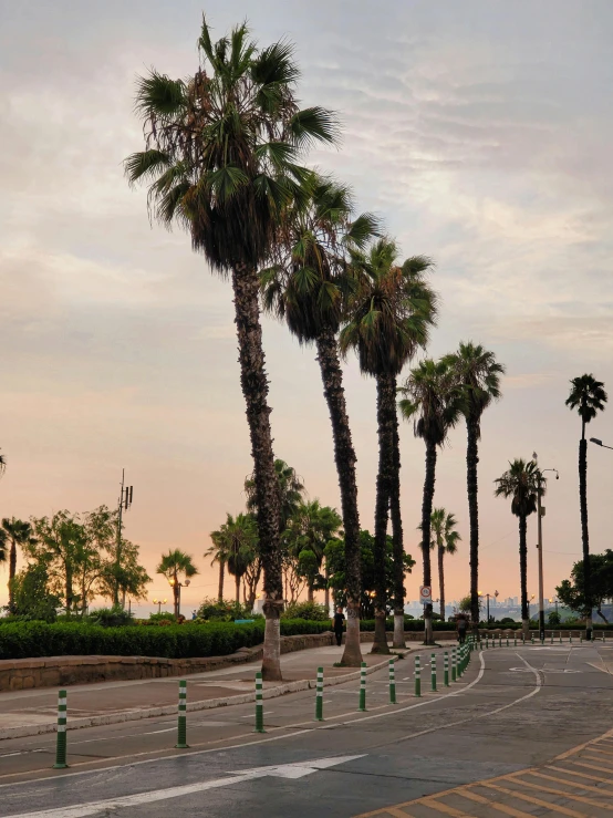 palm trees lined up along the curb next to a sidewalk