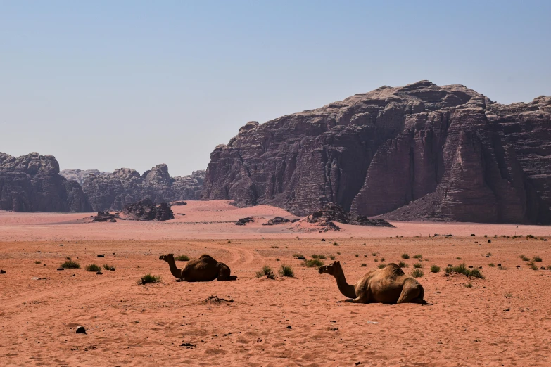 three camels laying down in a dry mountain field