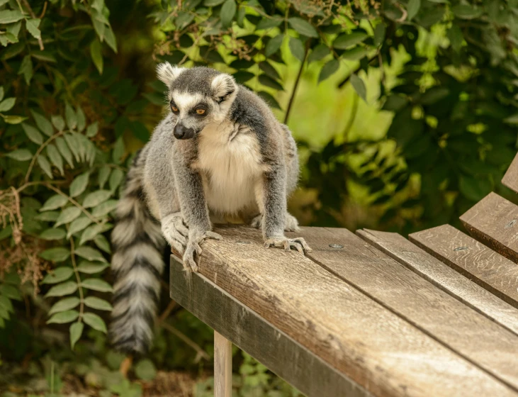 a rac is standing on the back of a bench