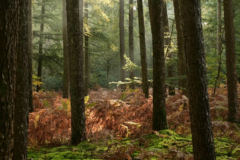 the sun shines in the woods among tall trees