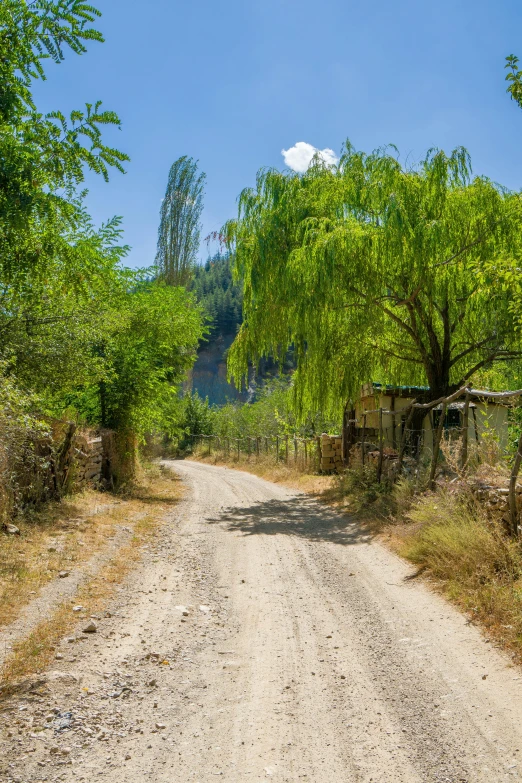 a rural road has trees lining the sides