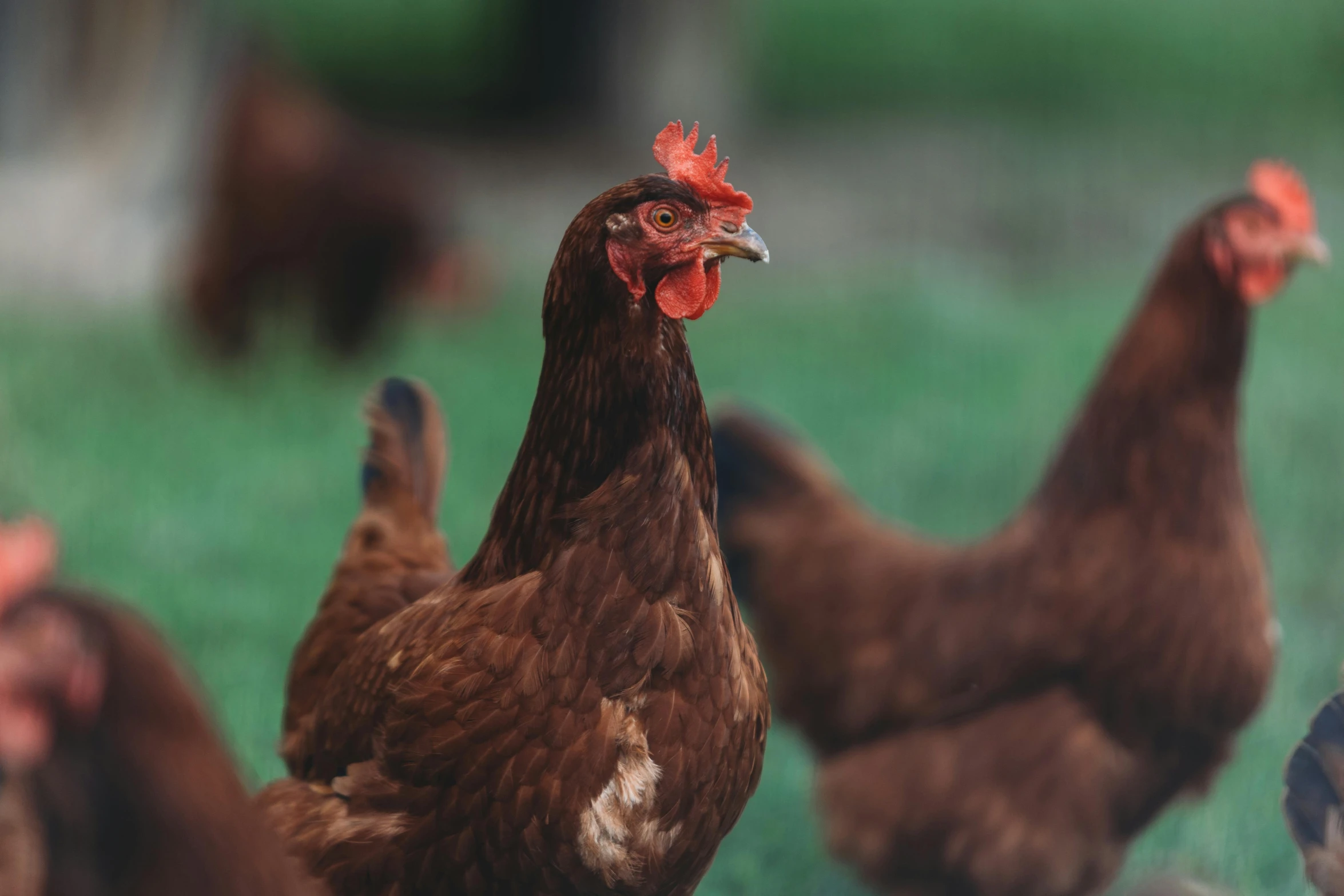 a group of chickens walking across a green field