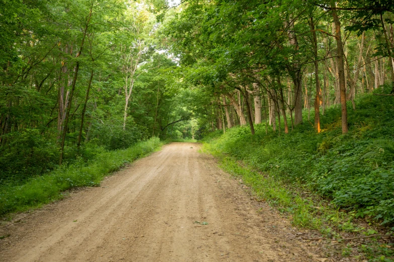 the dirt road is lined by several trees