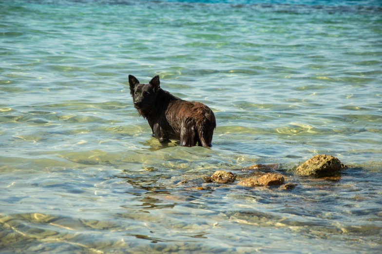 a black dog is wading through some clear water