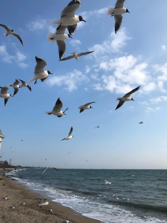 seagulls flying over the ocean with birds on the beach