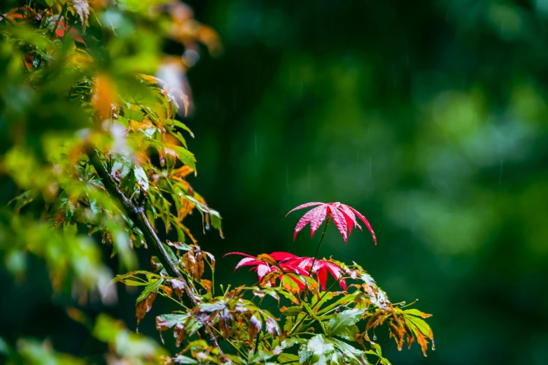 a red and green tree in a forest