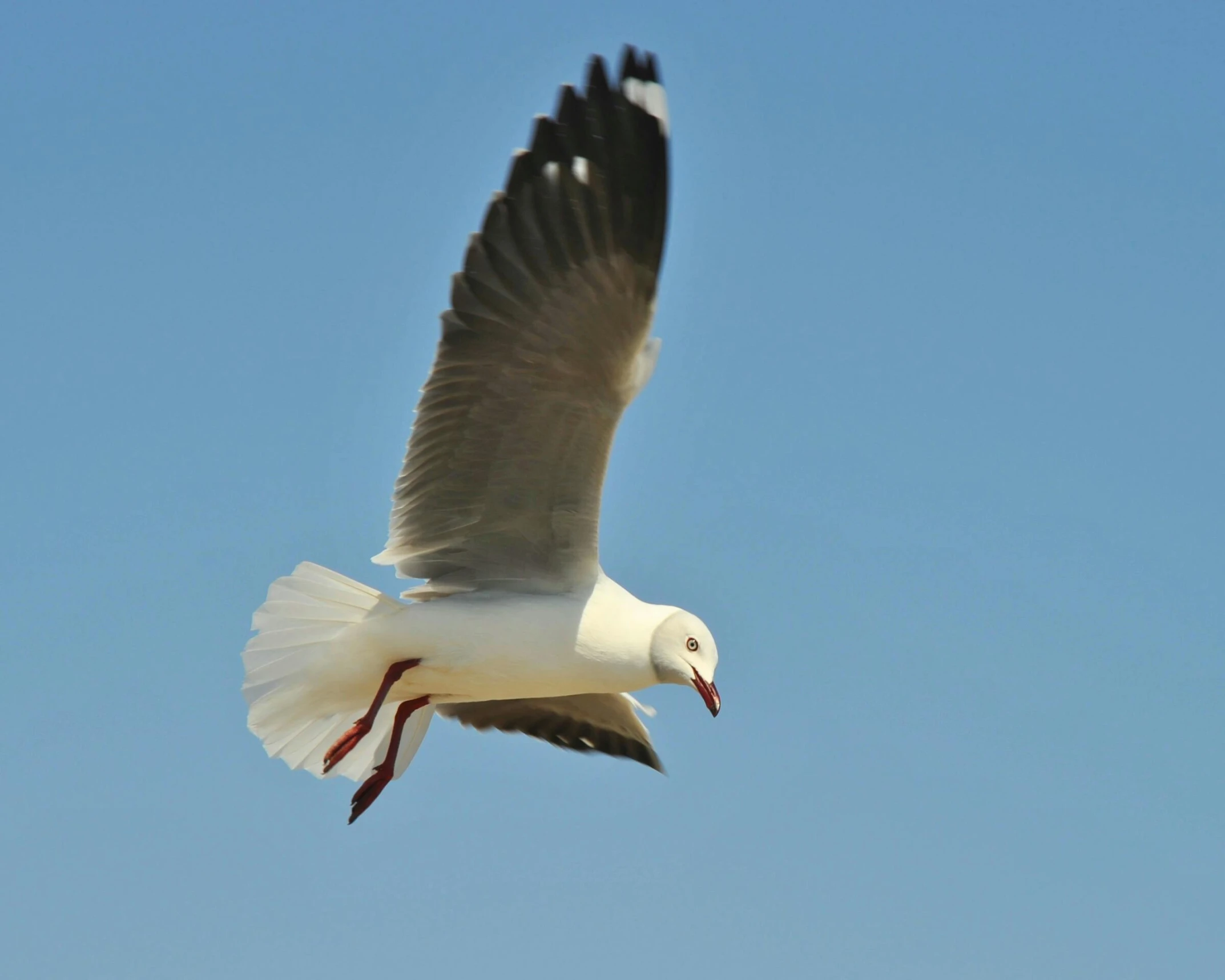 there is a bird flying through the air