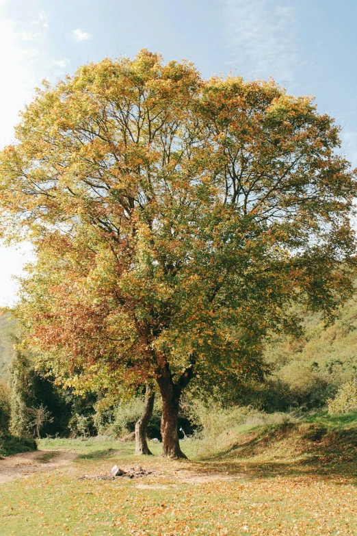 an autumnal tree with fallen leaves and sunlight