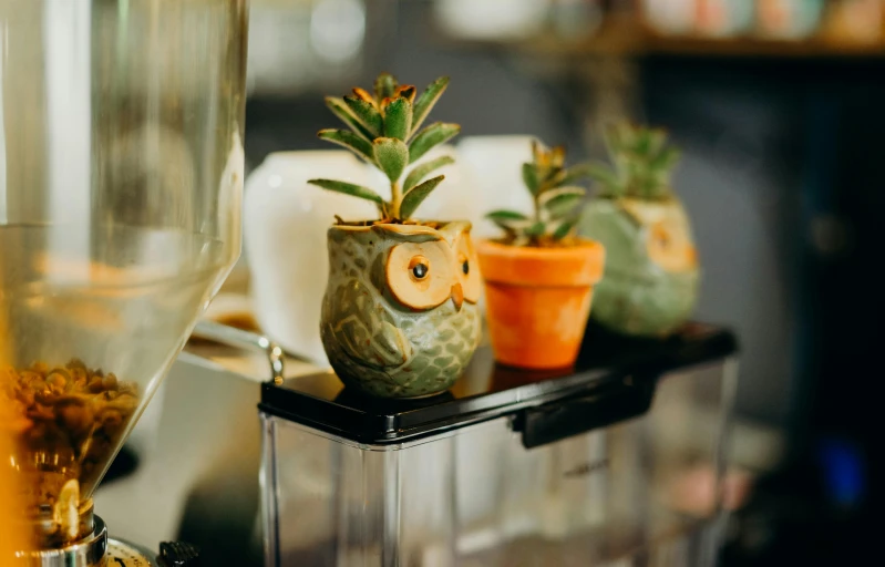 the glass jars on the shelf have fake plants in them