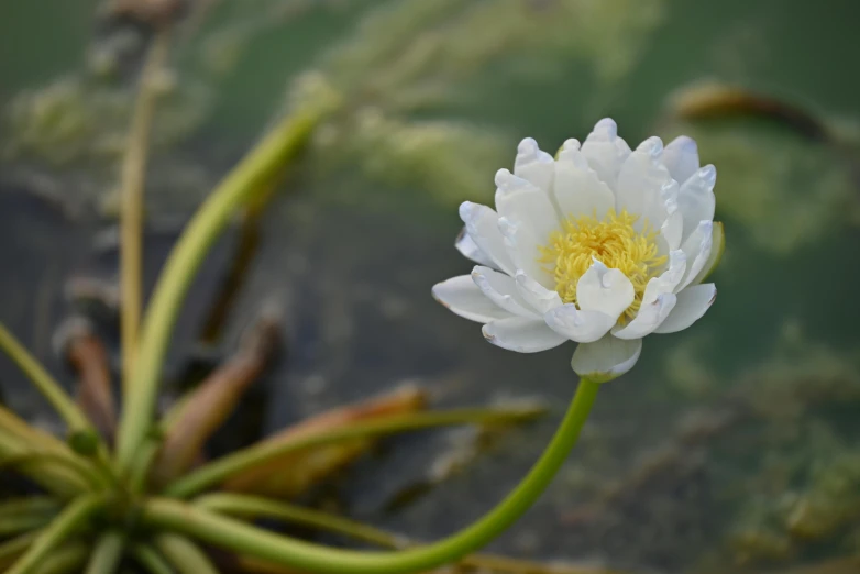 an image of a white water lily in some water