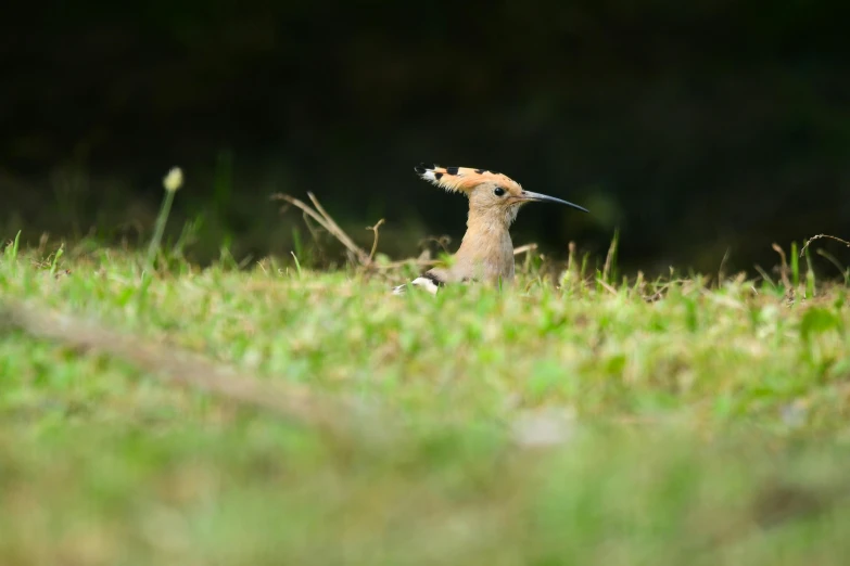 a bird is standing in the grass looking away