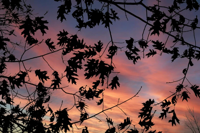 a blue and pink cloudy sky with leaves