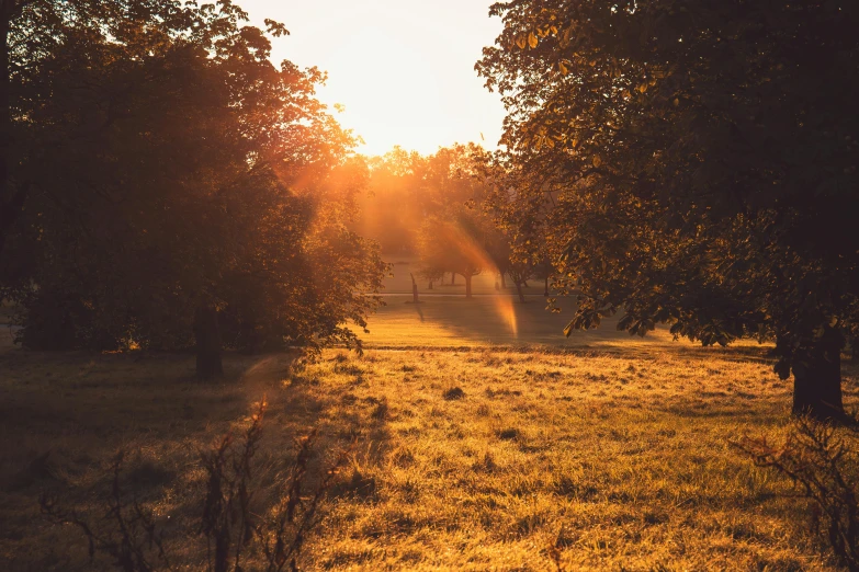 a view of a lush green field during the sunset