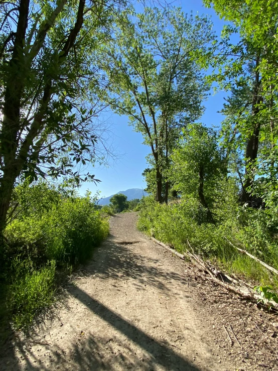 a dirt road is shown between the grass and trees