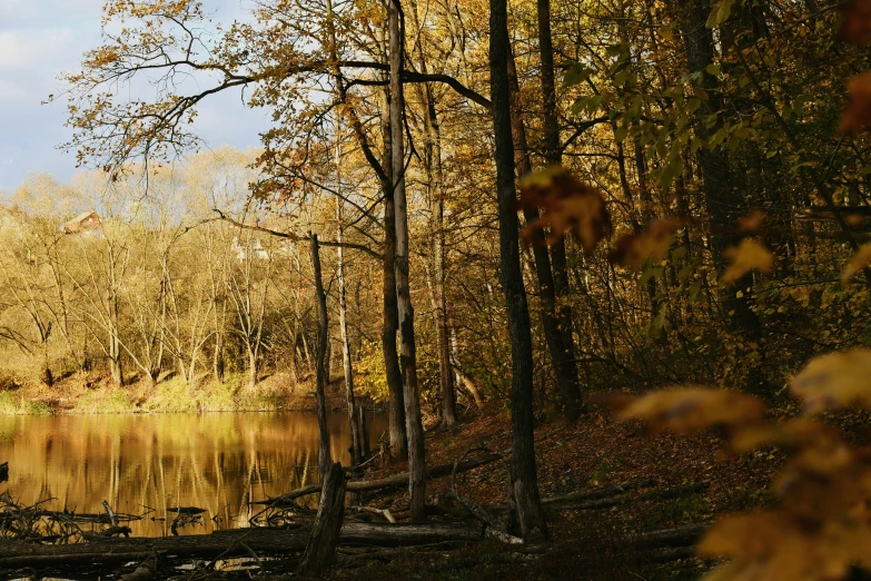 some trees with some yellow leaves and a body of water