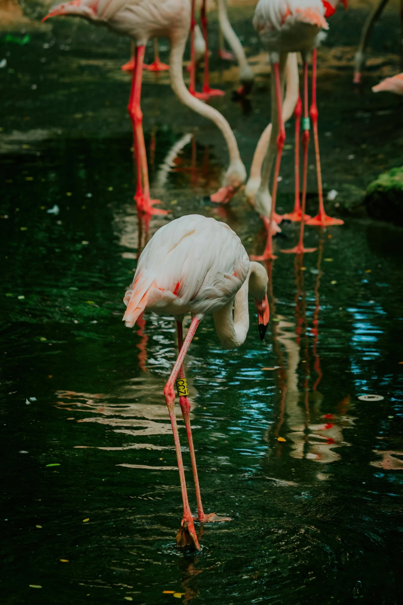 flamingos in a pool of water in a zoo